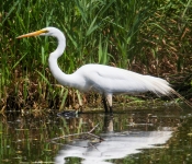 2016 06 11 WildLife MPLS 141